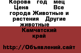 Корова 1 год 4 мец › Цена ­ 27 000 - Все города Животные и растения » Другие животные   . Камчатский край